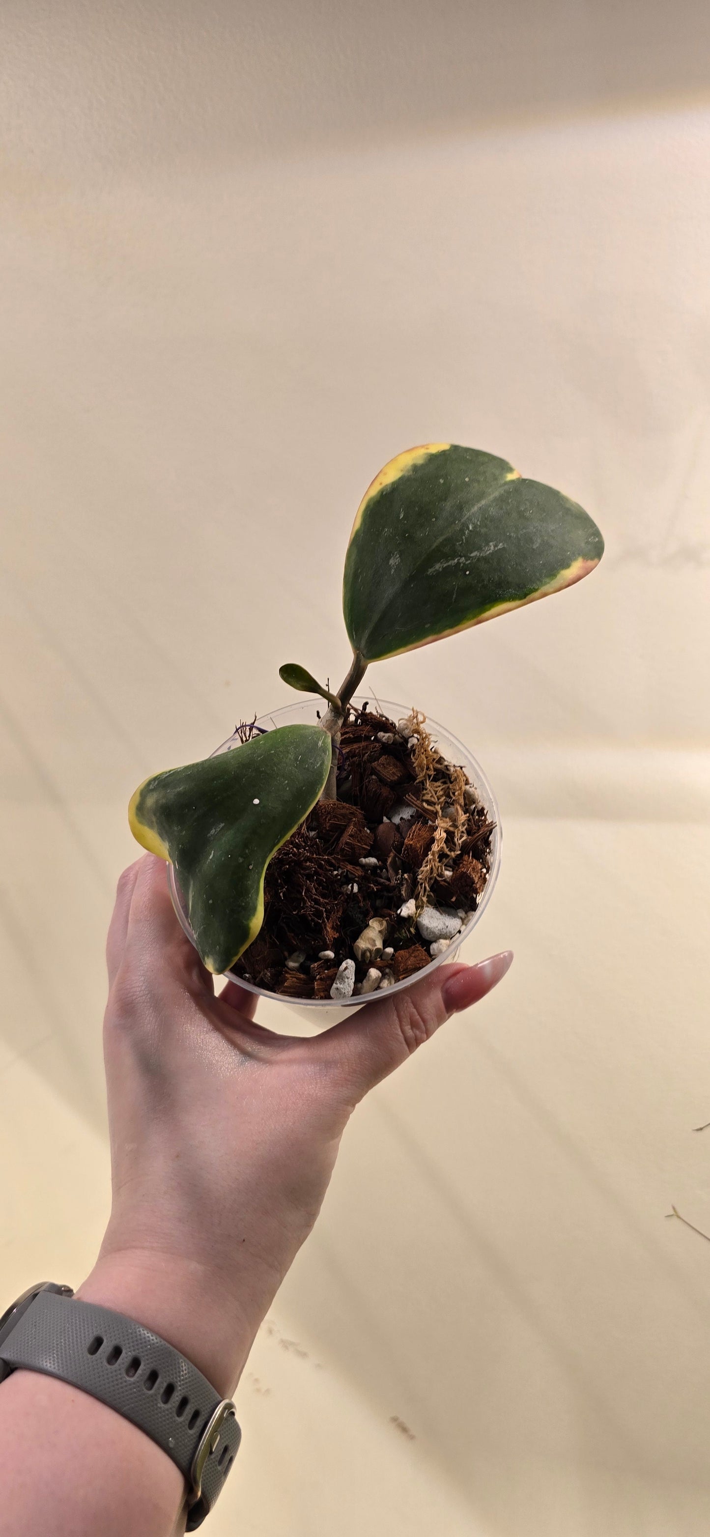 Hoya Kerrii Outer Variegated