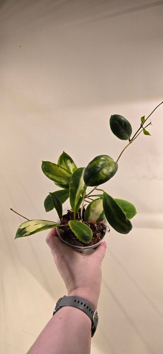 Hoya Incrassata Variegated