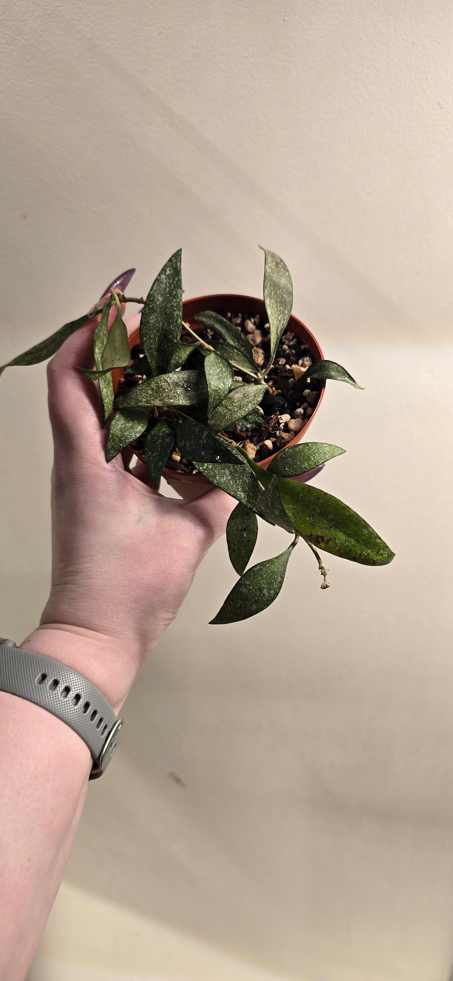 Hoya Parviflora Splash