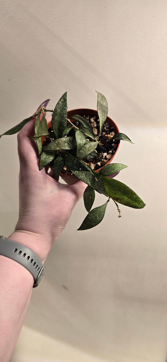 Hoya Parviflora Splash