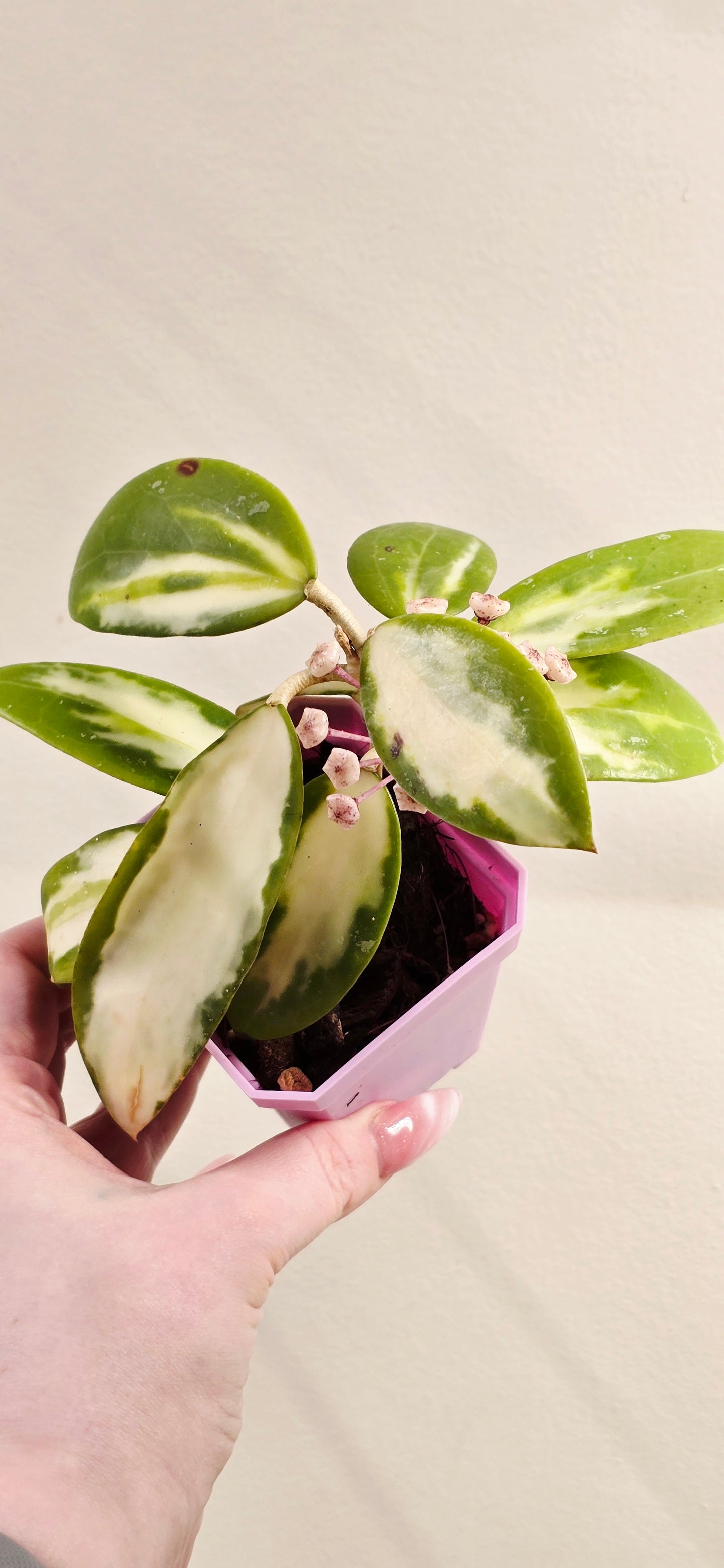 Hoya Verticillata Variegated
