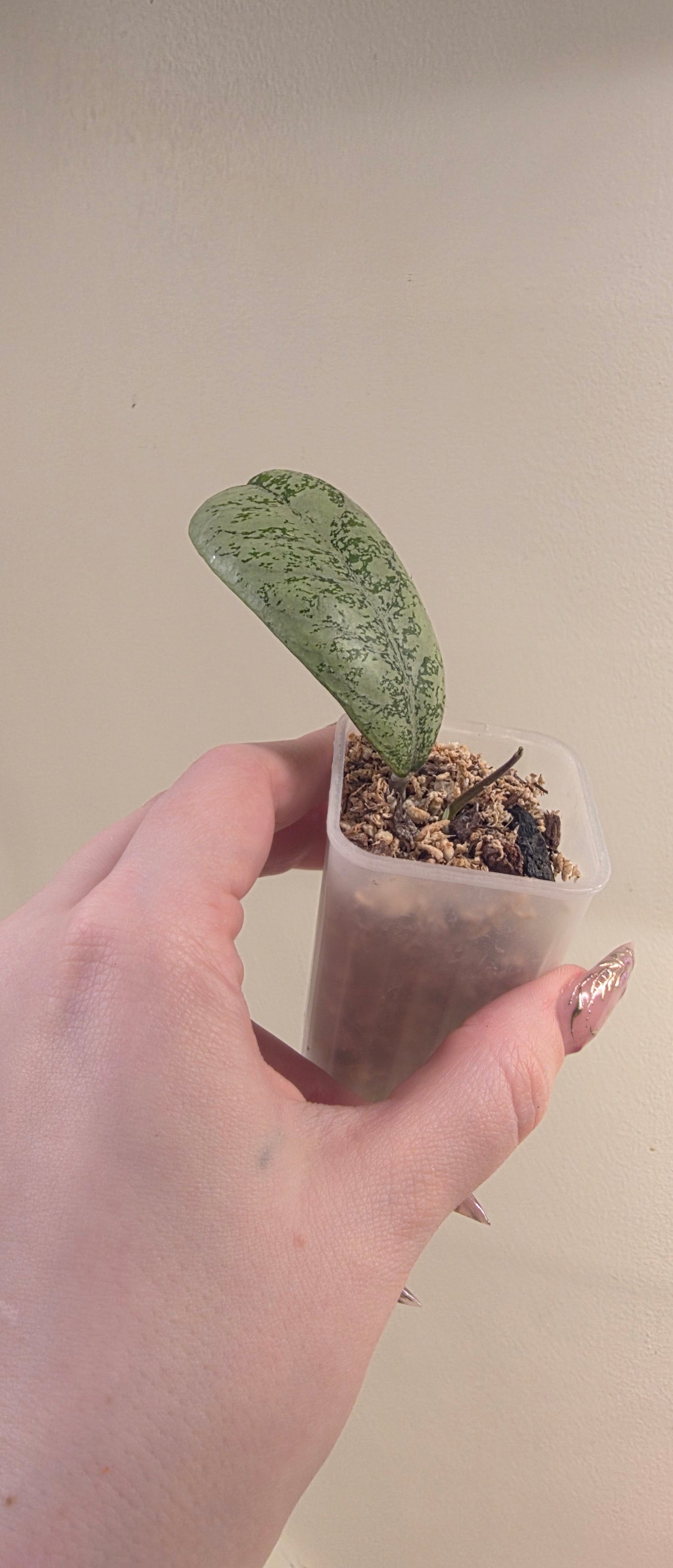 Hoya 'Lorelai' — Hoya cuttings and rooted plants from The Hoya Trove