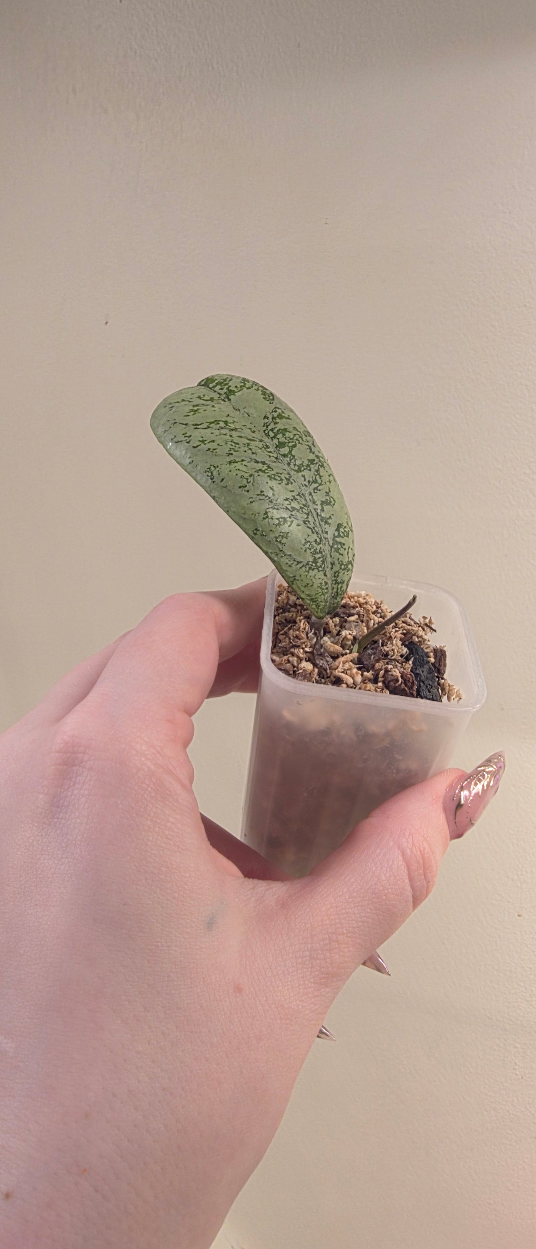Hoya 'Lorelai' — Hoya cuttings and rooted plants from The Hoya Trove