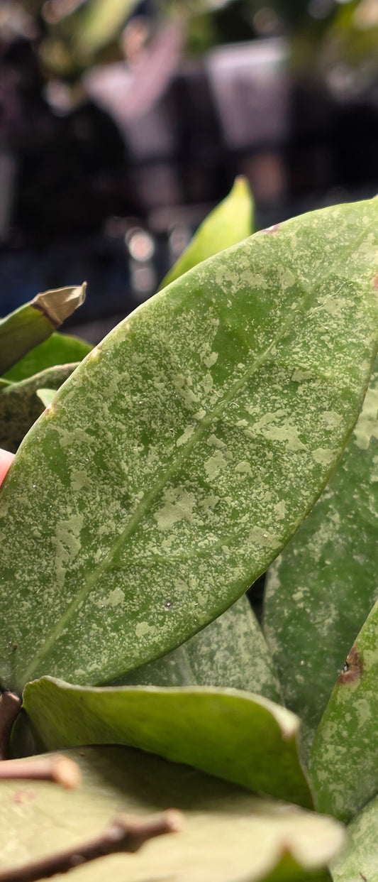 Hoya Verticillata Star Dust