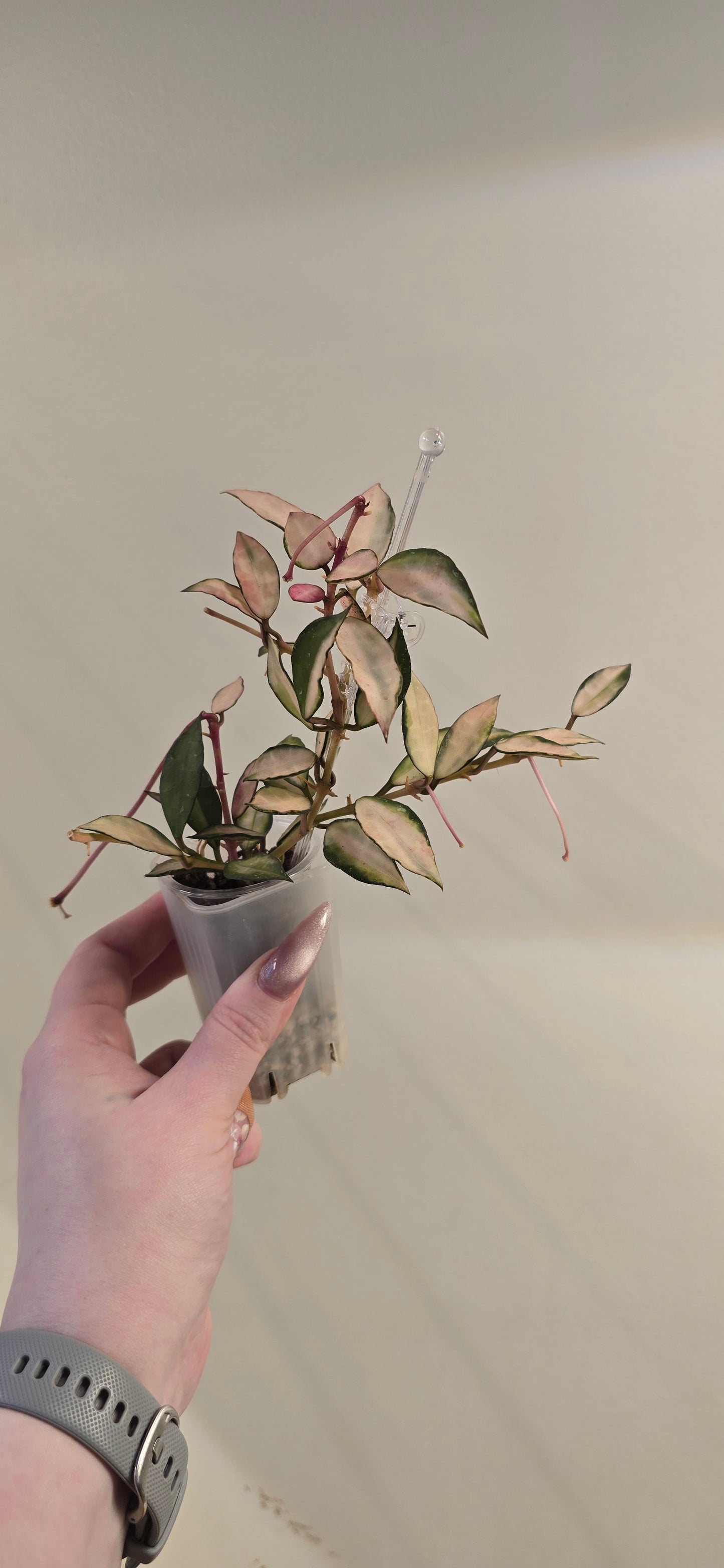 Hoya Lacunosa Souma