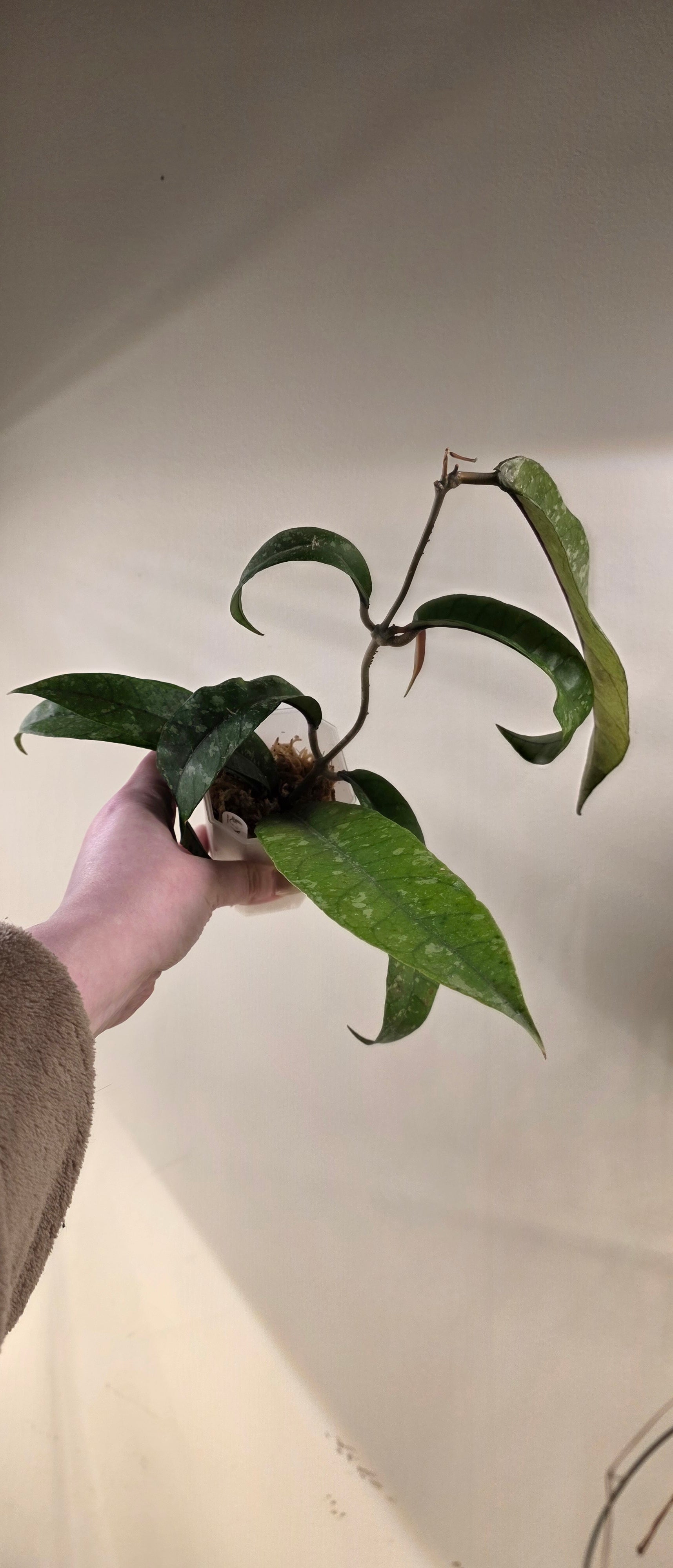 Hoya sp. Aceh TRV000 "Emerald Plume" — Hoya cuttings and rooted plants from The Hoya Trove