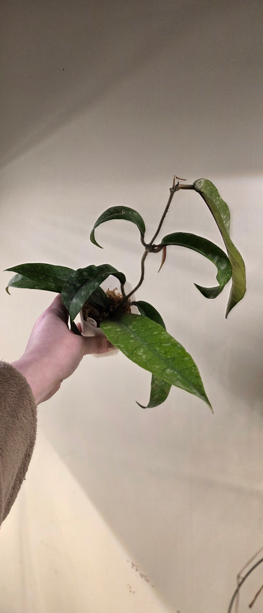 Hoya sp. Aceh TRV000 "Emerald Plume"