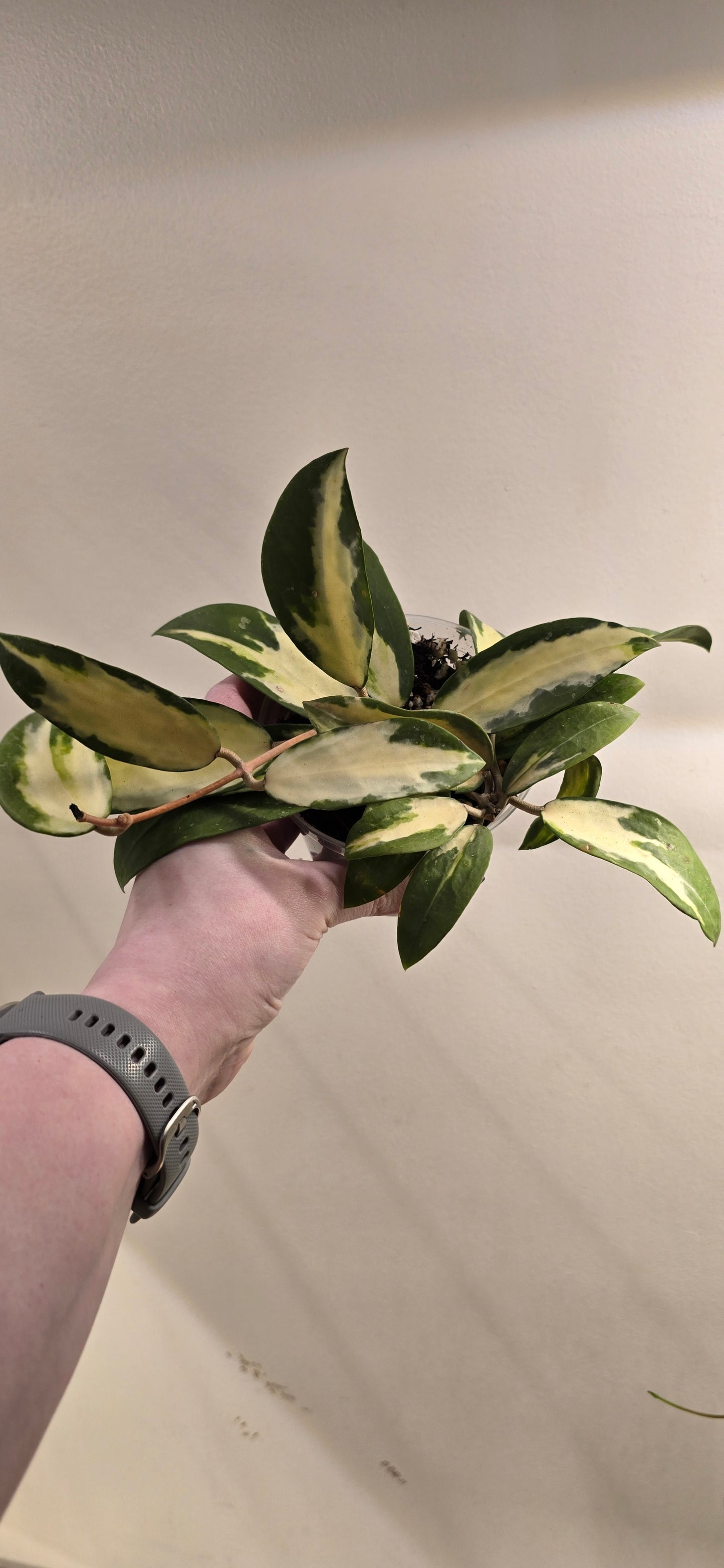 Hoya Verticillata Variegated
