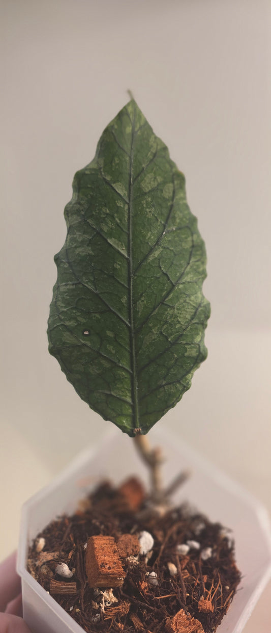 Hoya sp. Aceh TRV001 'Basilisk'