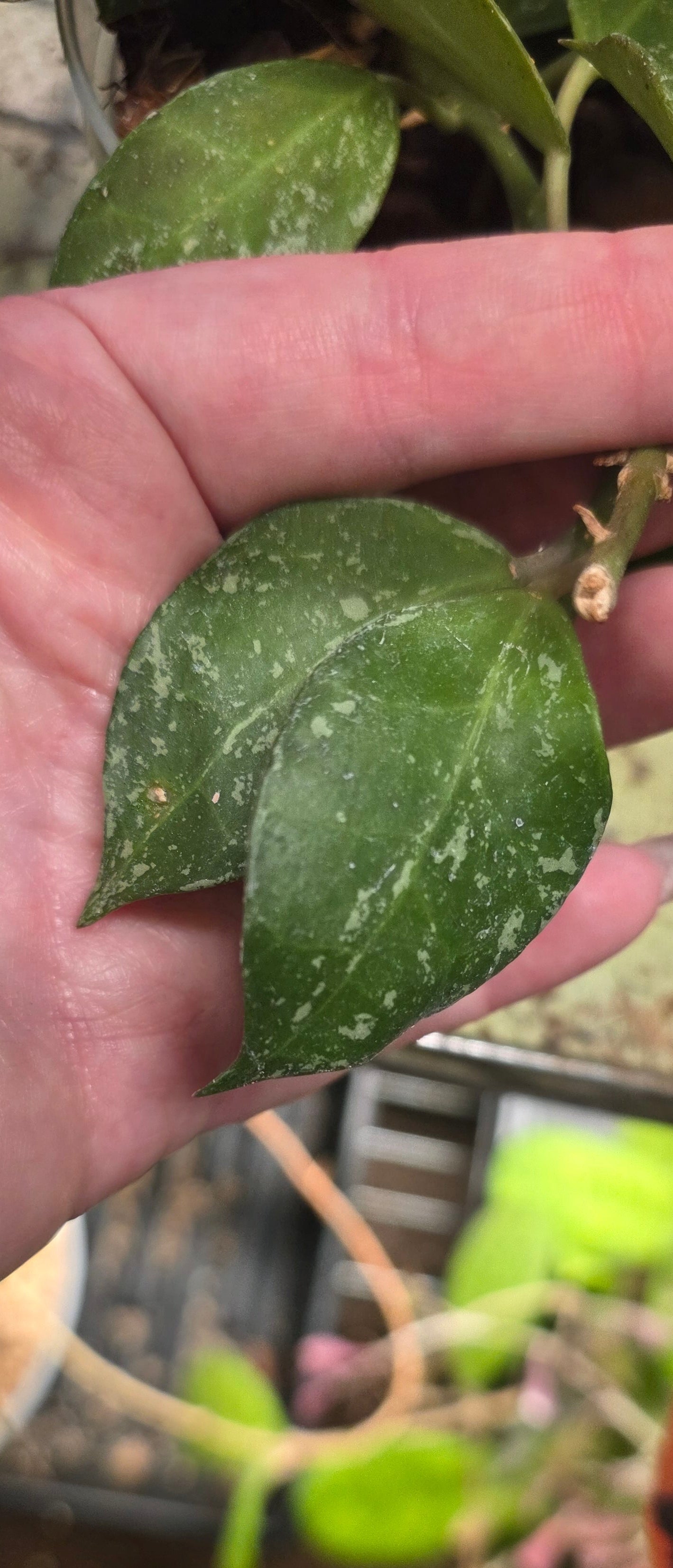 SG-TRV001 'Moonshatter' — Hoya Lacunosa × Open