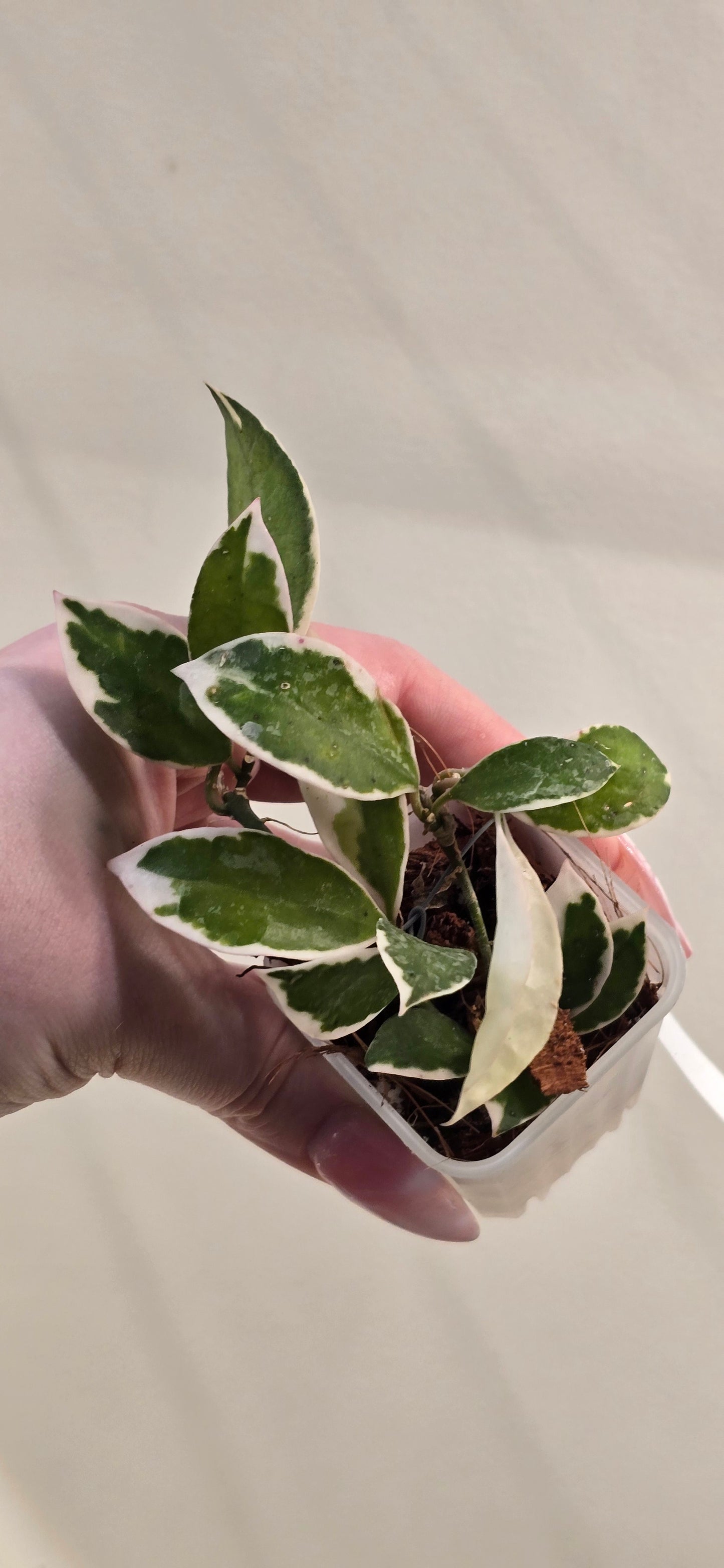 Hoya Lacunosa 'Asami'