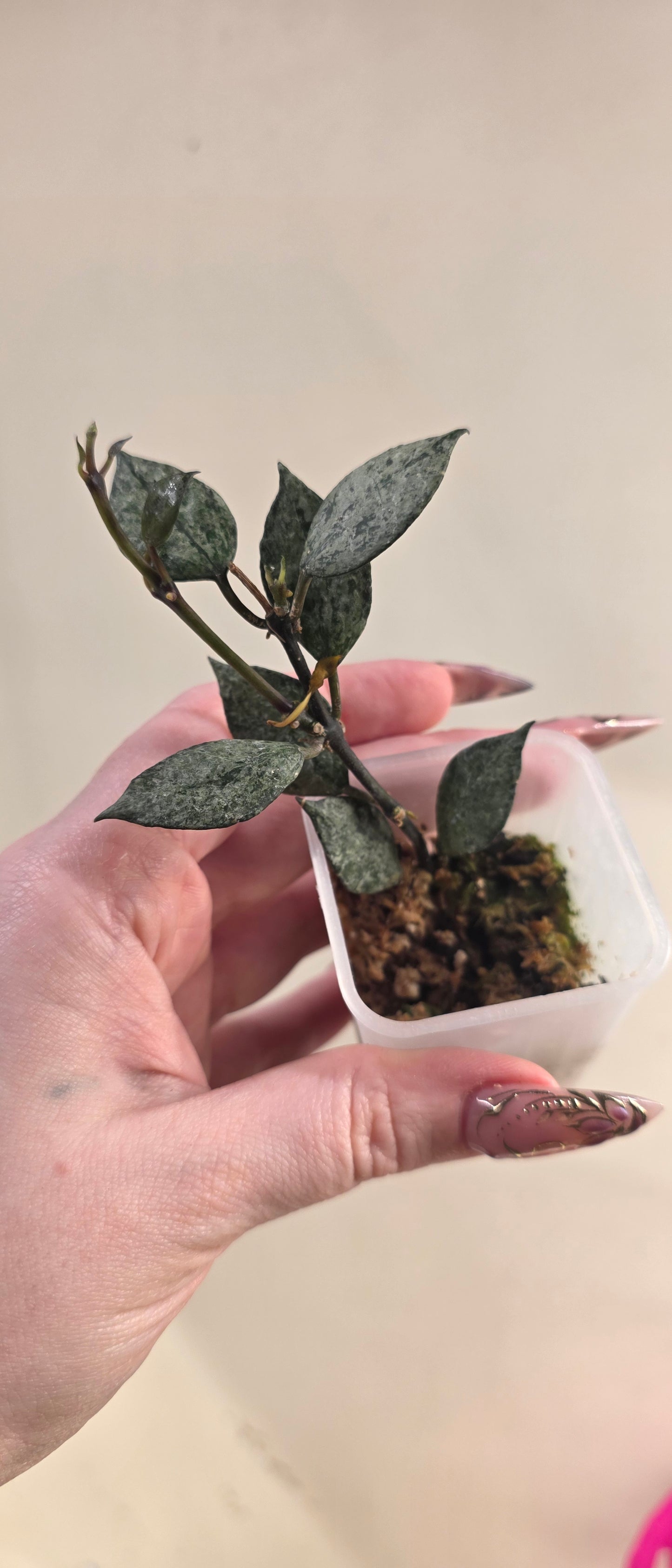 Hoya lacunosa 'Black Aurora' — Hoya cuttings and rooted plants from The Hoya Trove