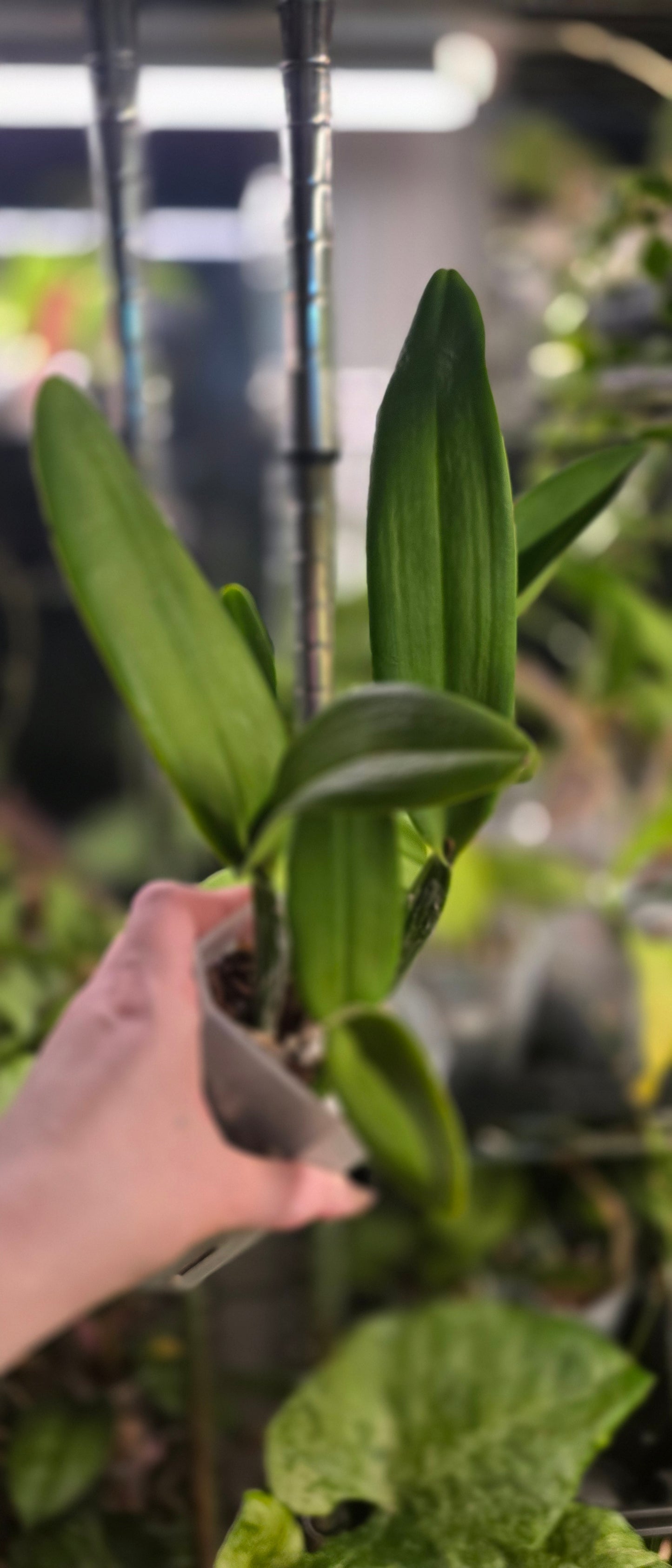 Cattleya Sa-Ngob Delight