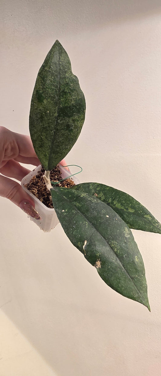 Hoya finlaysonii 'Panggah Silver' — Hoya cuttings and rooted plants from The Hoya Trove