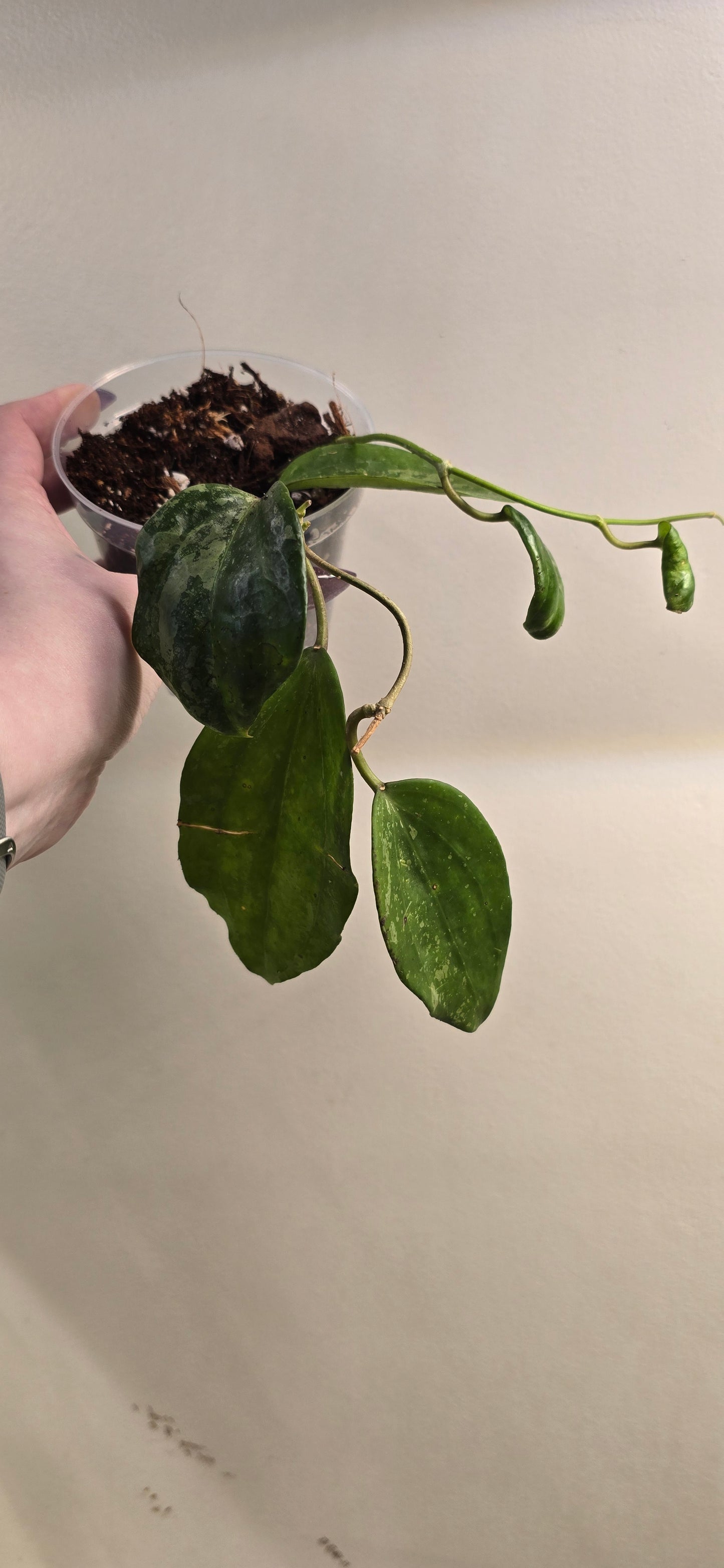Hoya Latifola Snow Queen