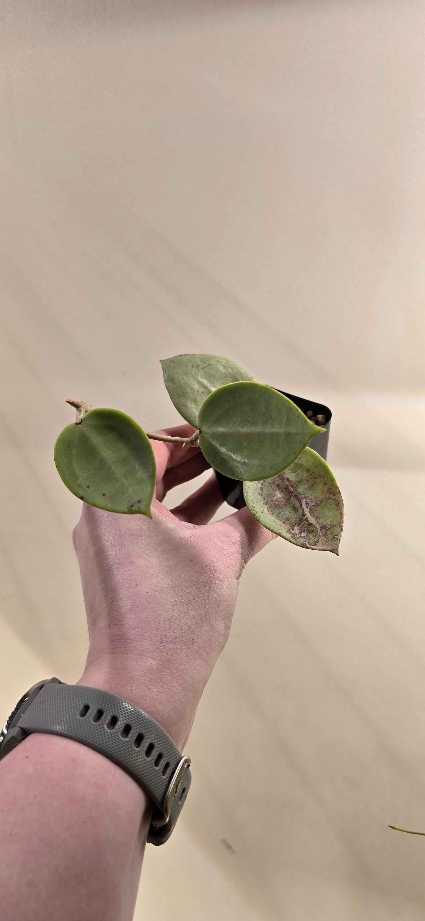 Hoya Verticillata Silver Heart