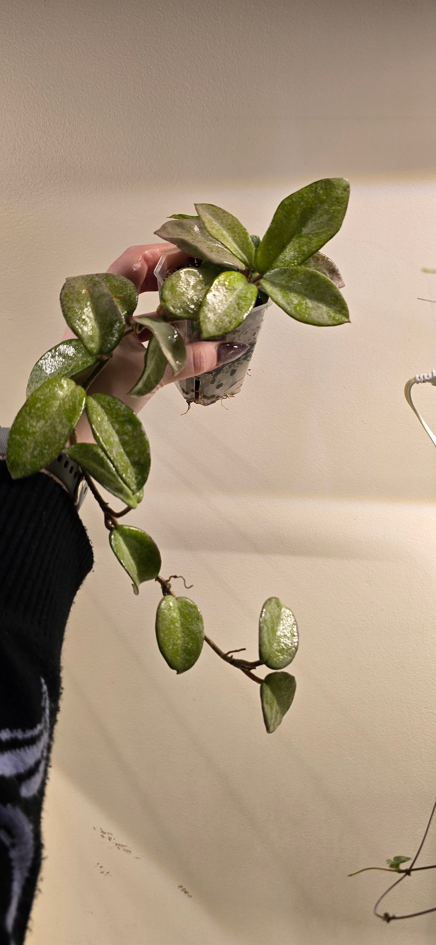 Hoya Nova Ghost