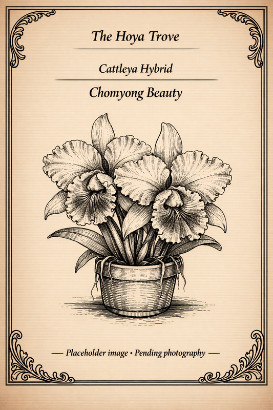 Rhyncattleanthe Chomyong Beauty — Blooming Size