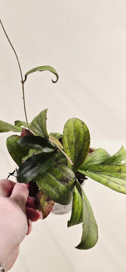 Hoya Erythrina GPS 10146