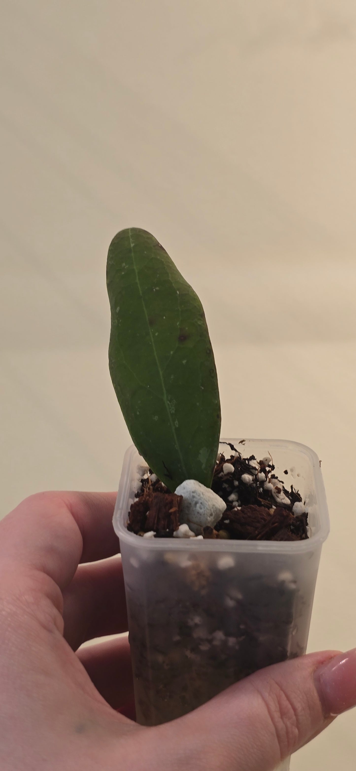 Hoya Rintzii Borneo