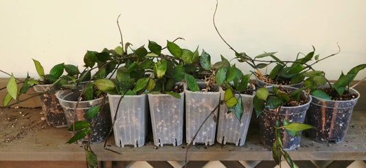 Hoya Krohniana Black