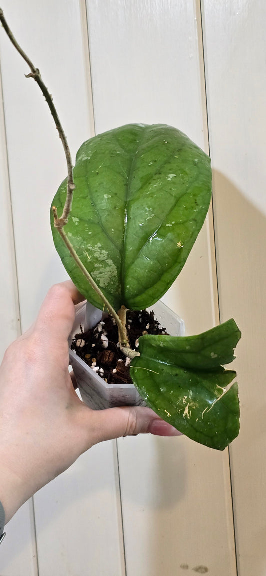 Hoya AH027 (Elephant)