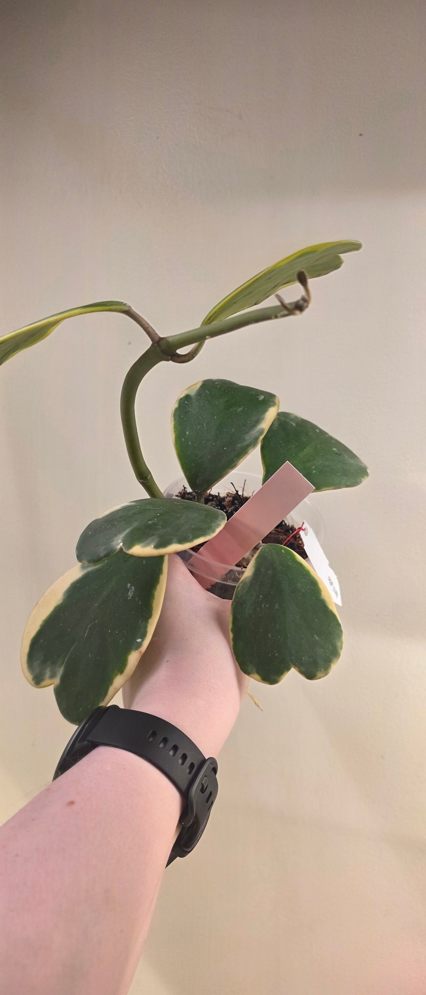 Hoya Kerrii Outer Variegated