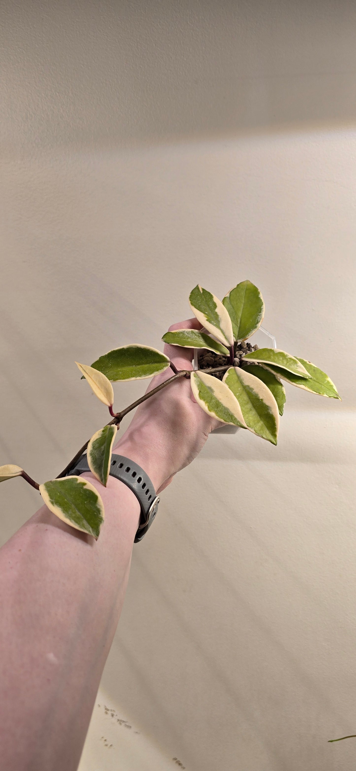Hoya Carnosa Purple Pride