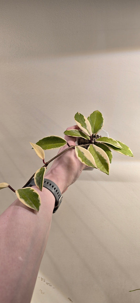 Hoya Carnosa Purple Pride