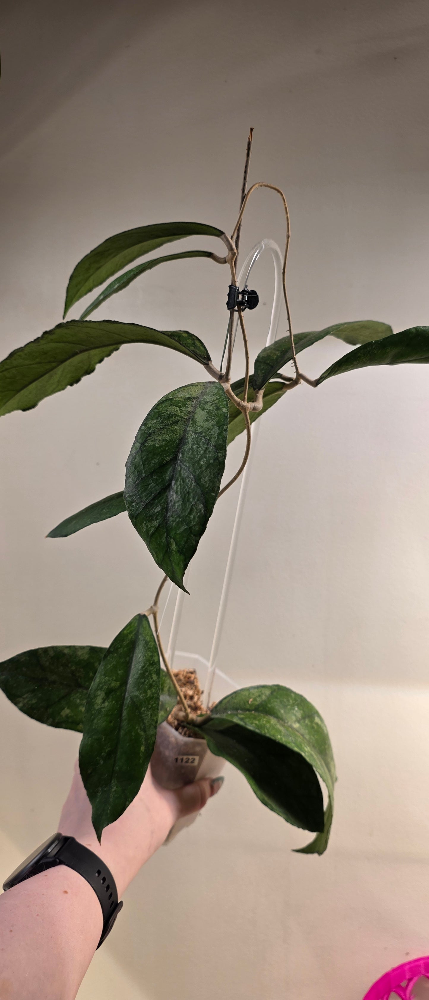 Hoya Finlaysonii Bahoi