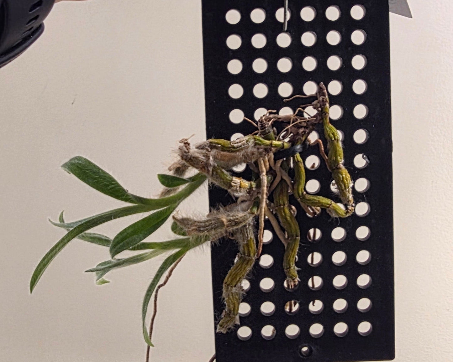 Dendrobium Senile — 'Old Man Orchid'