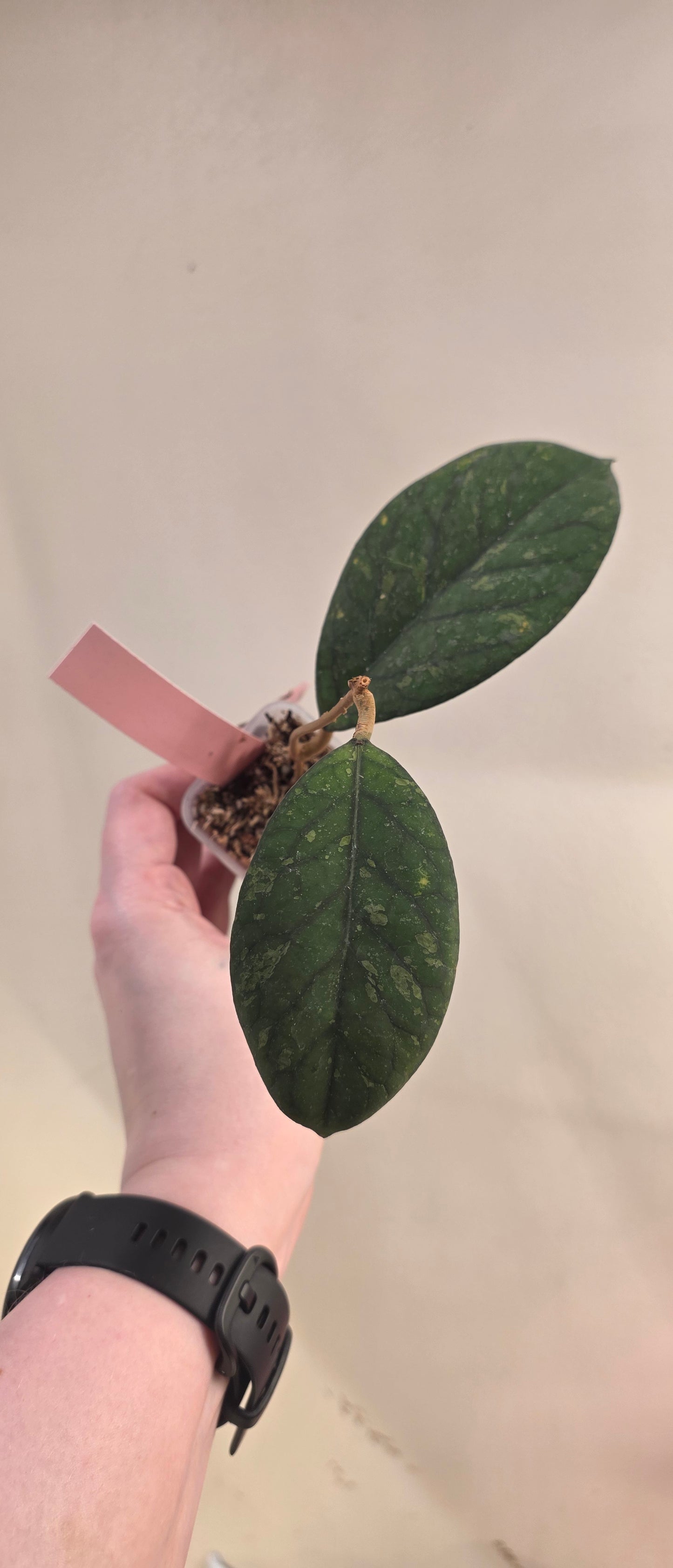 Hoya meredithii (Bengkulu) — Hoya cuttings and rooted plants from The Hoya Trove