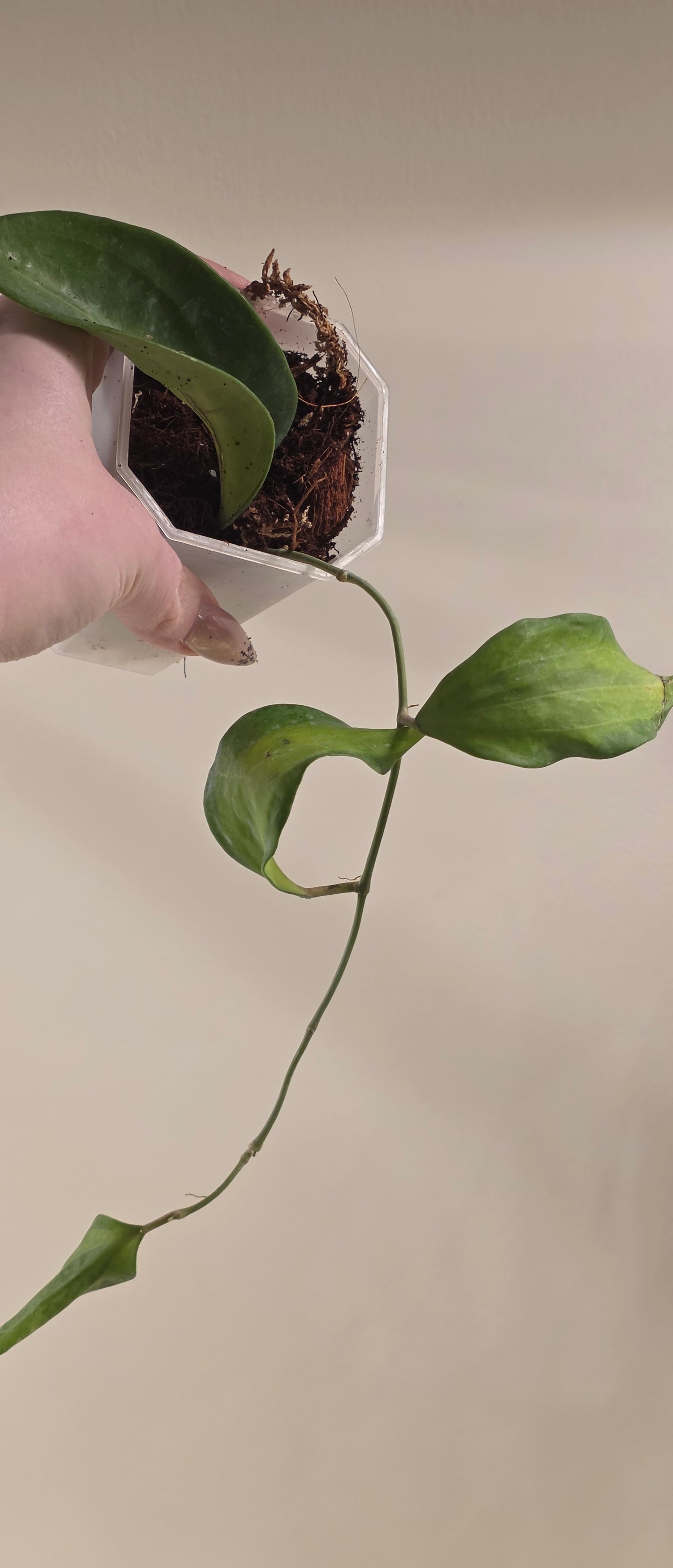 Hoya Latifola Bai Bua