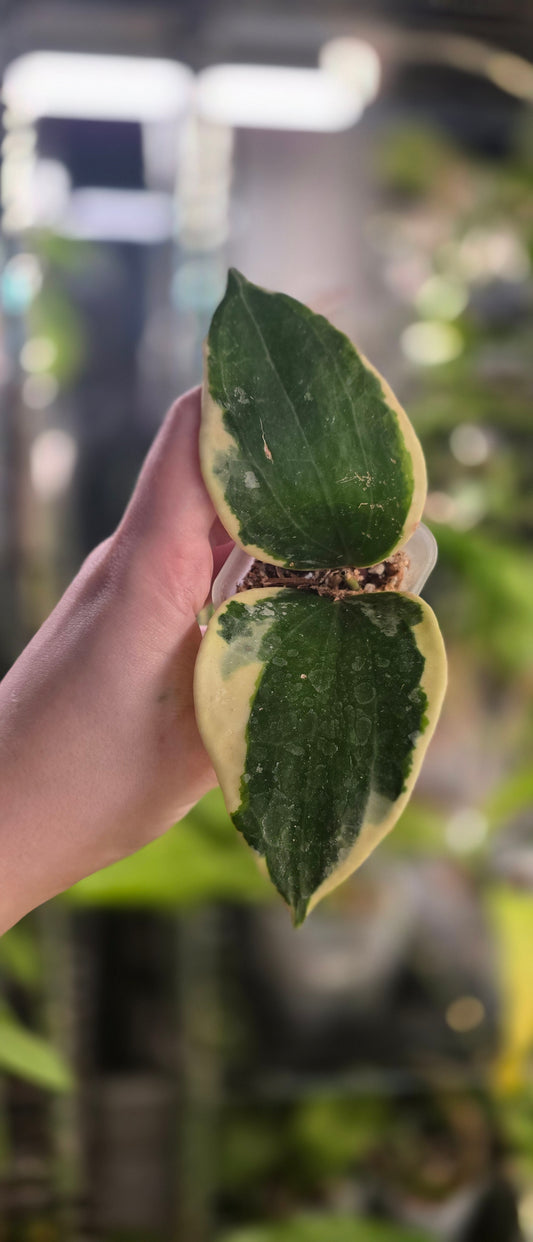 Hoya latifolia Albomarginata (Round Leaf) — Hoya cuttings and rooted plants from The Hoya Trove