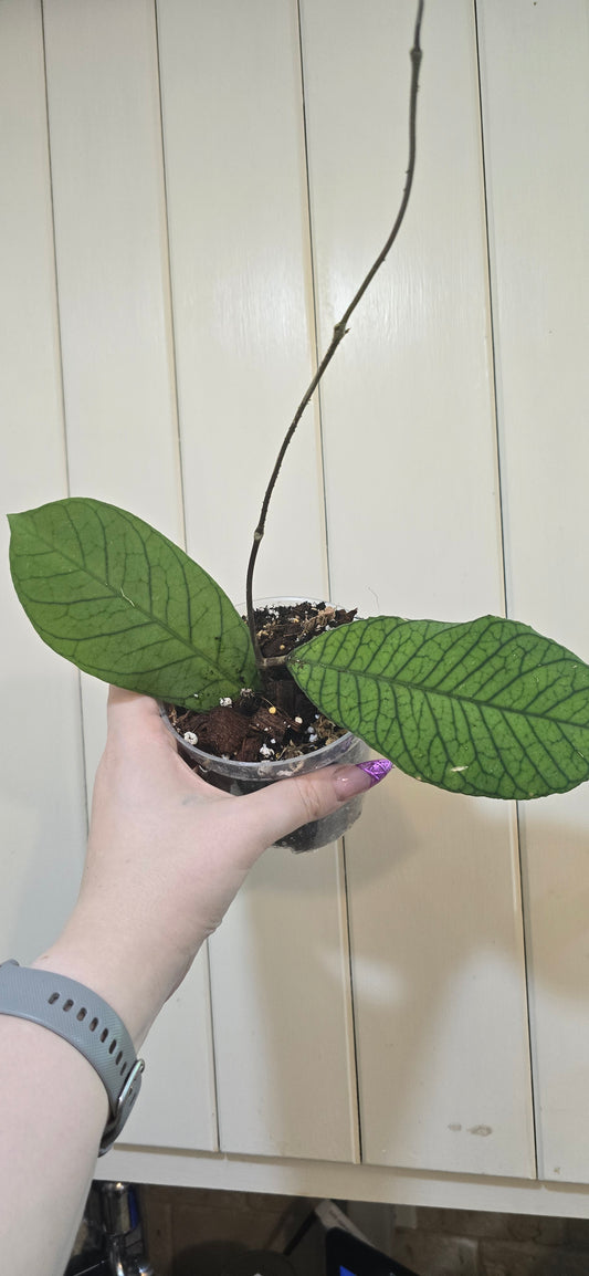 Hoya Sabah