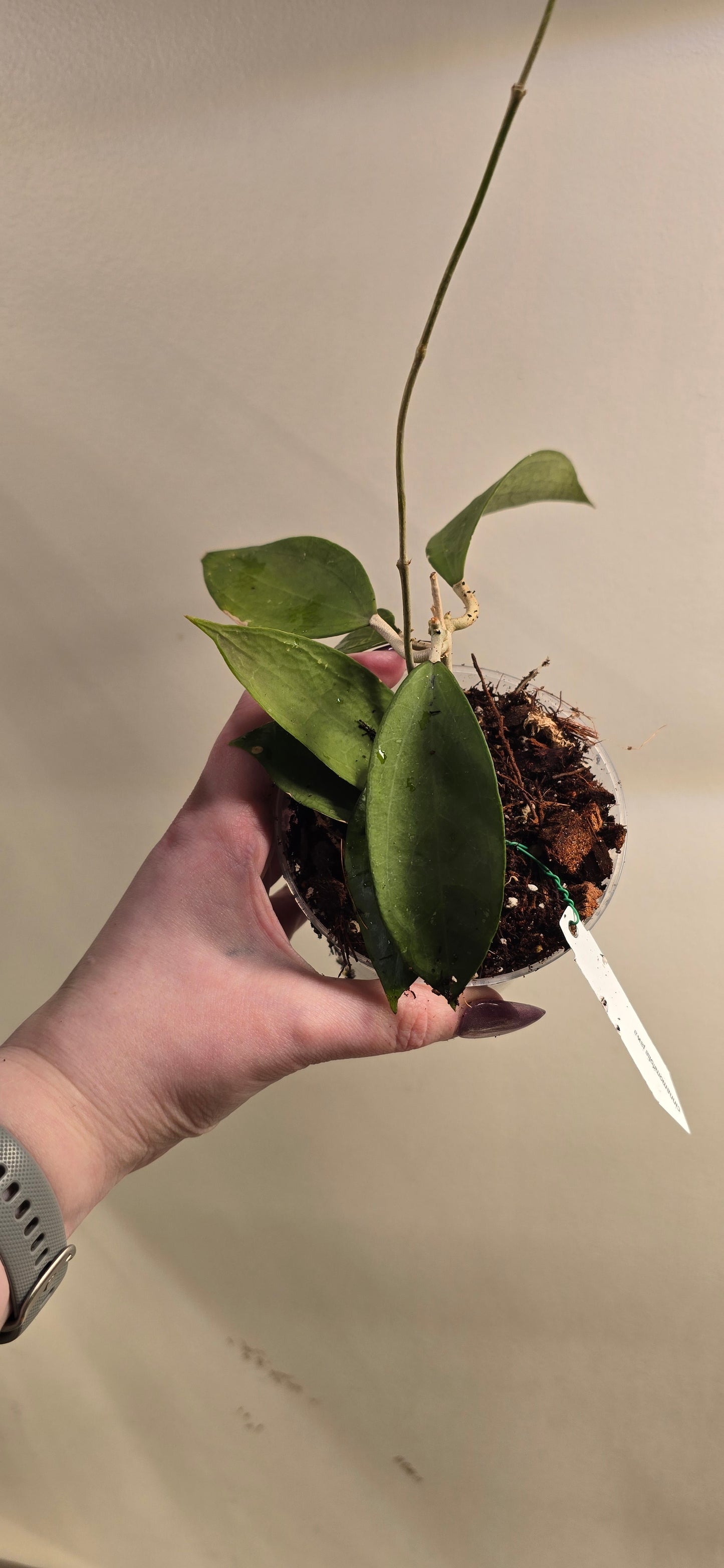 Hoya Cinnamomifolia Jawa