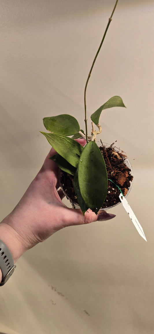 Hoya Cinnamomifolia Jawa