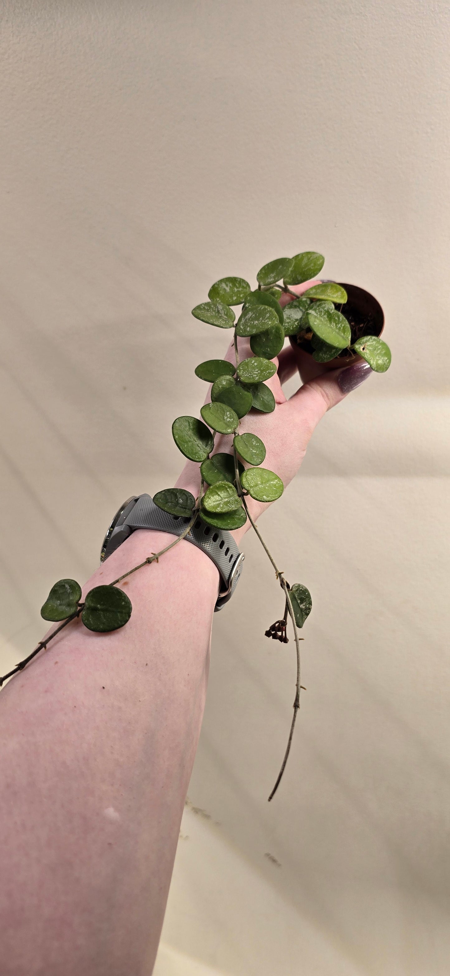 Hoya Mathilde