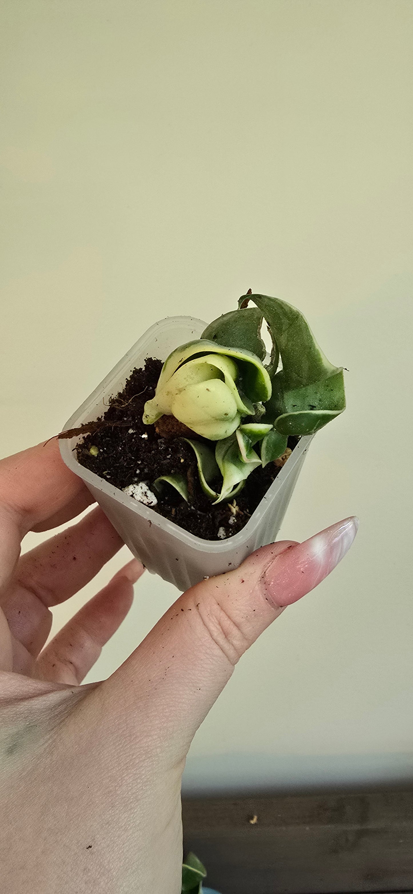 Hoya Carnosa Compacta Albomarginata (Hindu Rope)