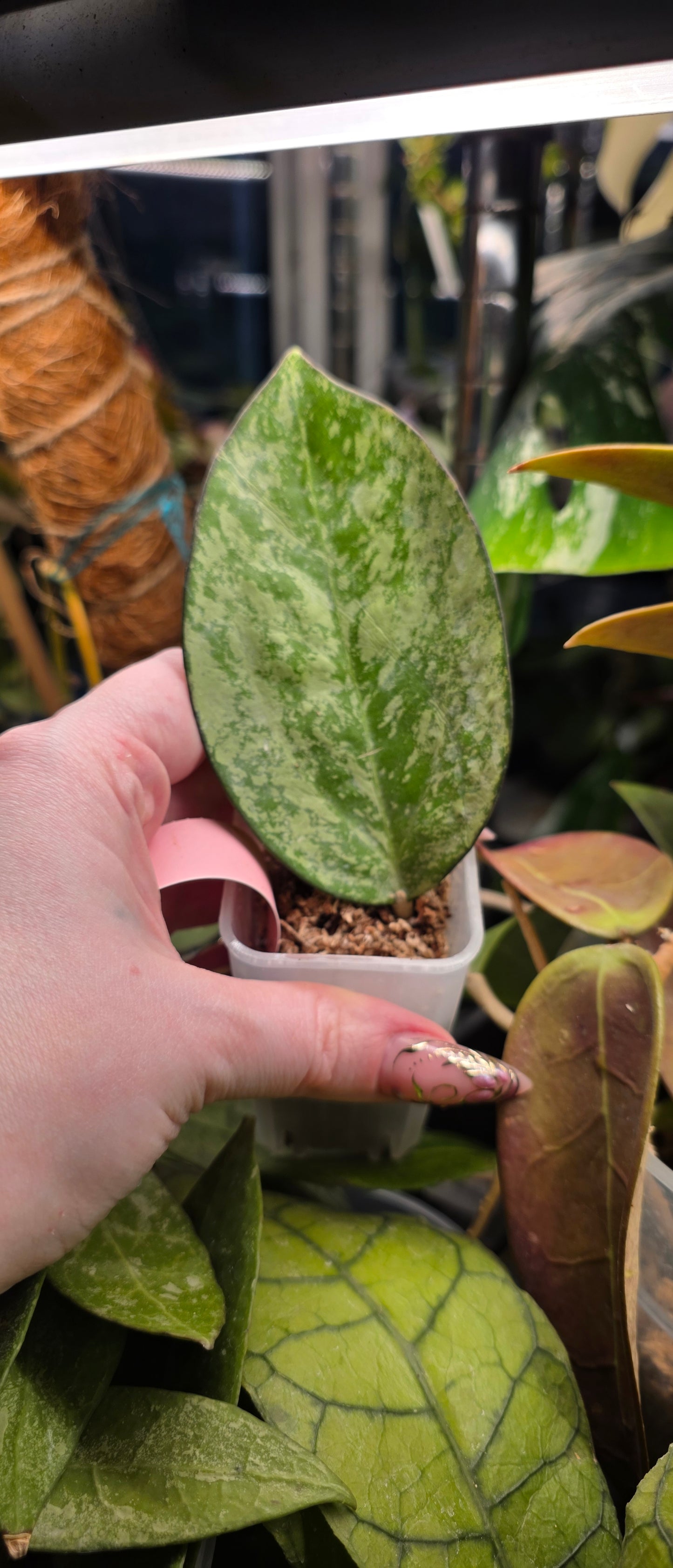 Hoya icensis Super Splash — Hoya cuttings and rooted plants from The Hoya Trove