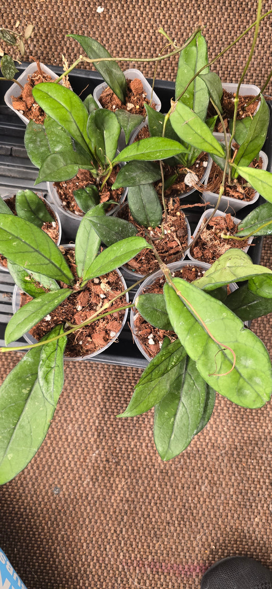 Hoya Crassipetiolata