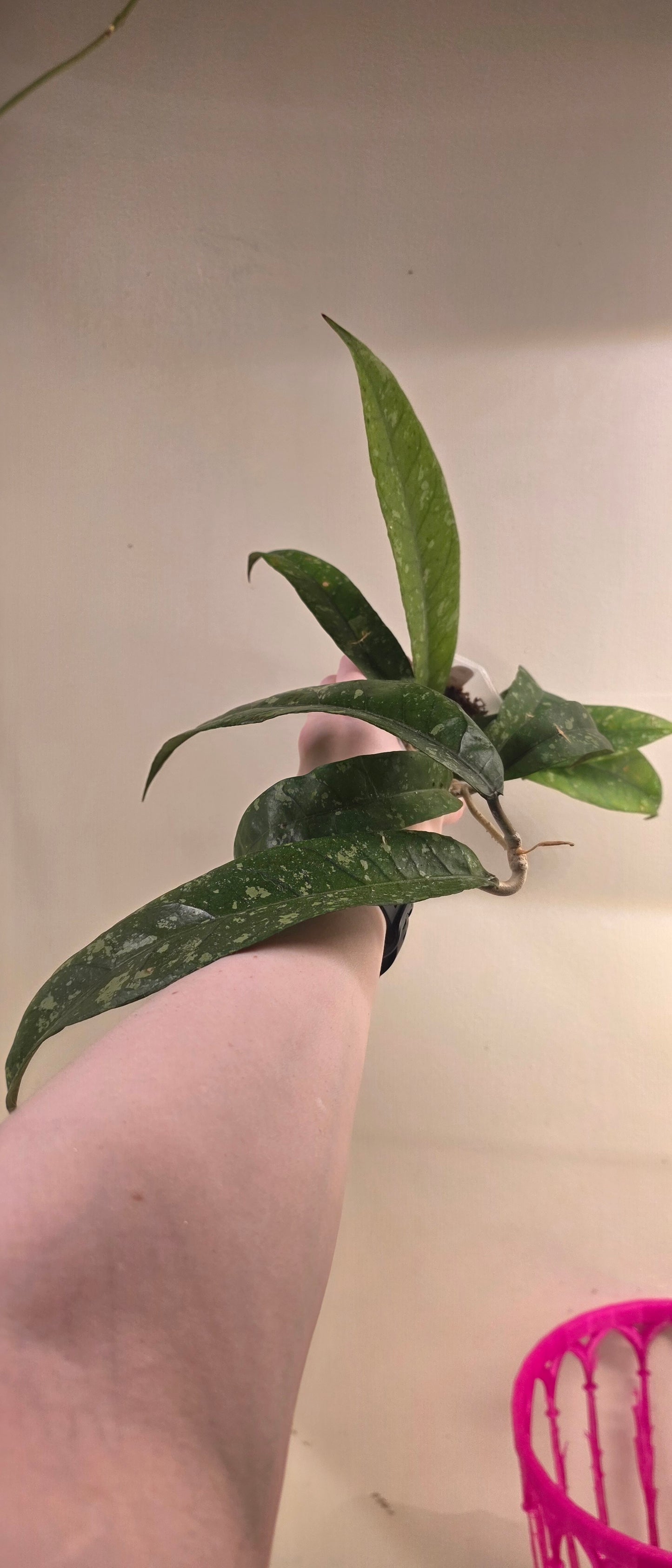 Hoya sp. Aceh TRV000 "Emerald Plume"