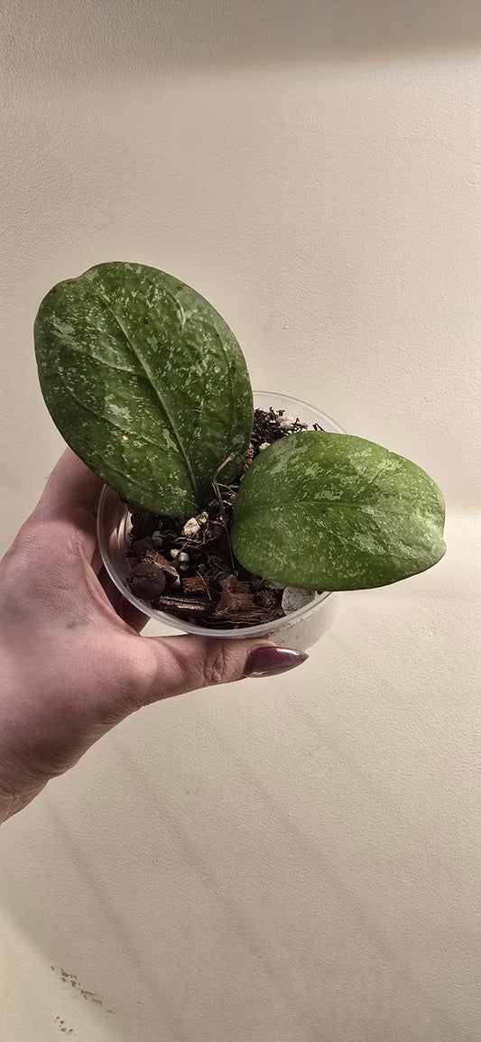 Hoya Michele Splash