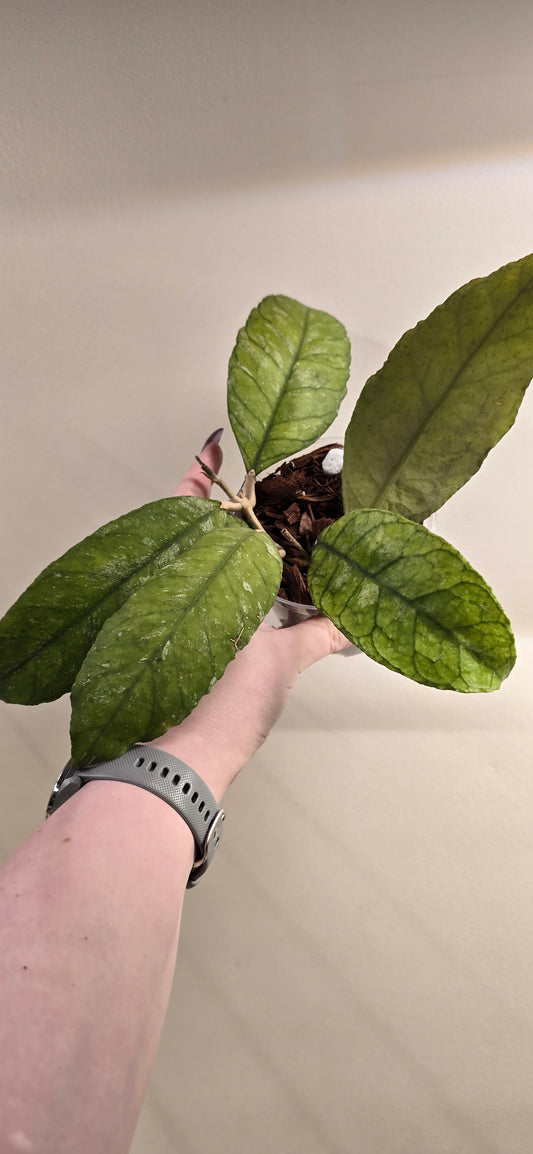 Hoya Previously Vitellinoides
